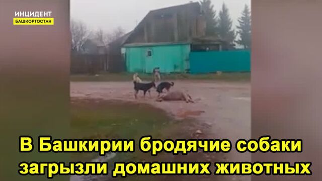 В Башкирии собаки загрызли домашних животных