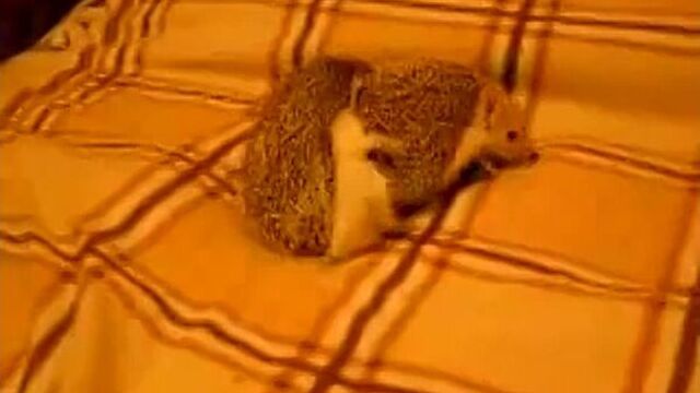 Ежики спариваются. Секс Ежиков. Как Ежики занимаются сексом.