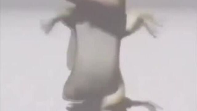 ящер флексит под ну как там с деньгами