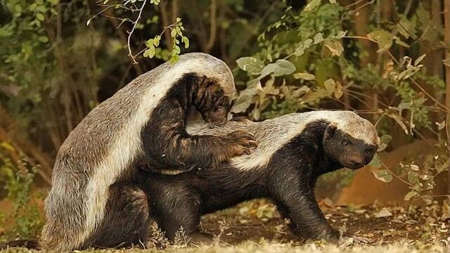 Топ 10 секс-монстры животного мира