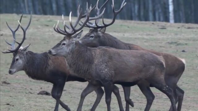 Homosexuality in Animals Red Deer. Гомосексуализм у животных. олень. дикий мир.