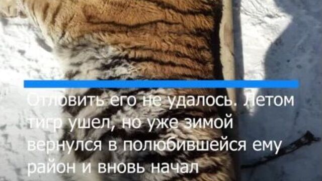 Специалисты выпустили конфликтного тигра в малонаселенной местности Приморья