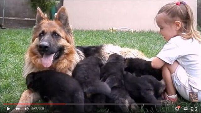 Girl and German shepherd puppies. ДЕВОЧКА и ЩЕНКИ Немецкой Овчарки. Одесса.