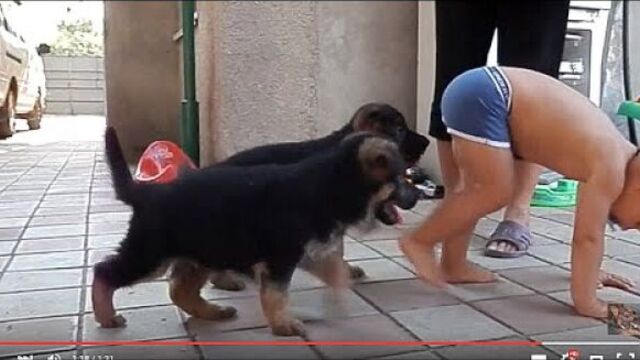 Puppies and baby. ЩЕНКИ немецкой овчарки 1,5 мес.Одесса.