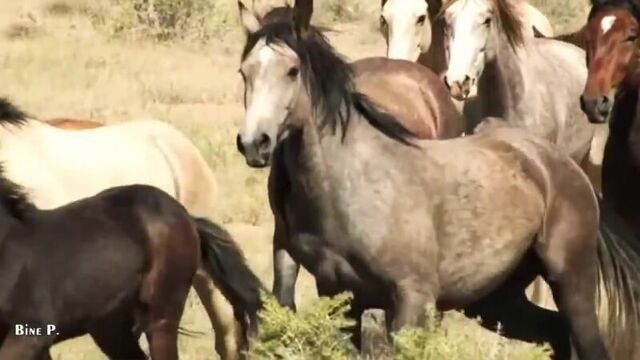 Leo Rojas – Watch Over My Dreams. Индейцы. Красивые лошади. Дикие лошади. Мустанги. Пожалуйста, оберегайте мои мечты!