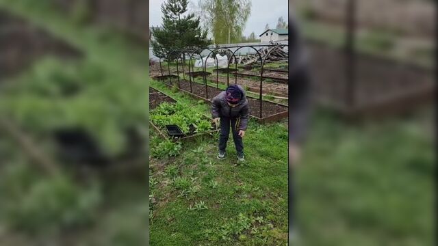 Сегодня с племянником собирали первый свежий щавель н?