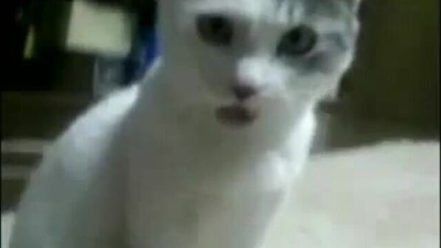 Пес трахнул кошку, кот охуел.