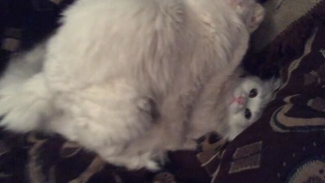 Кошачий секс - как у людей :)