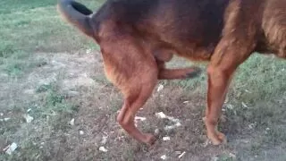 Собака дрочит ~ se.video