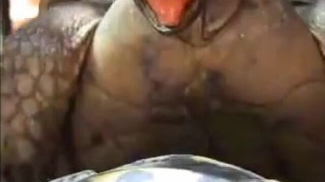 КАК ТРАХАЮТСЯ ЧЕРЕПАХИ:)УМЕРЕТЬ И НЕ ВСТАТЬ!!!!!!!!