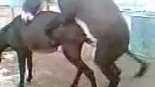 трахаются как кролики