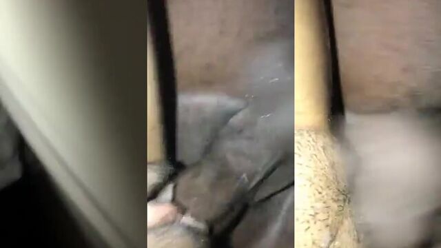 The worst ass in the world is not an ass from Heaven