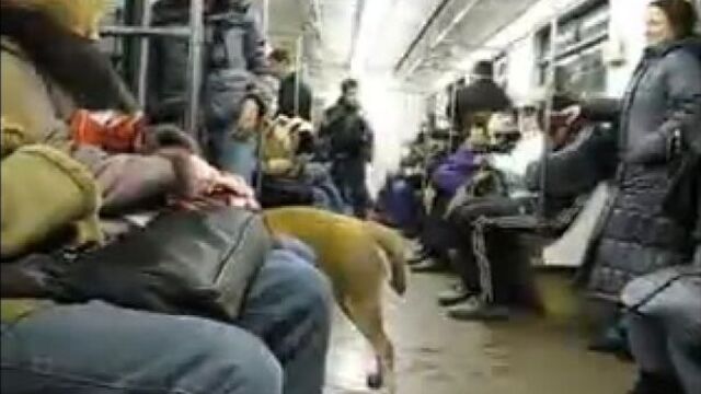 Собаки трахаются в поезде метро