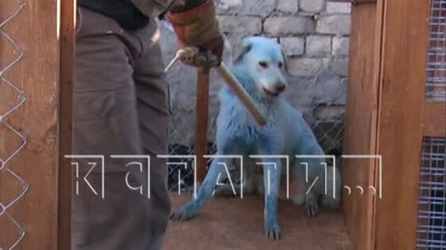 Синим собакам из Дзержинска, прославившимся на всю Россию - построили новый дом