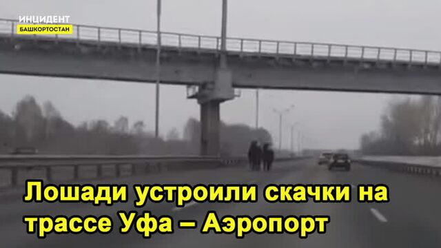 Сбежавшие лошади устроили скачки на трассе Уфа – Аэропорт- ВИДЕО