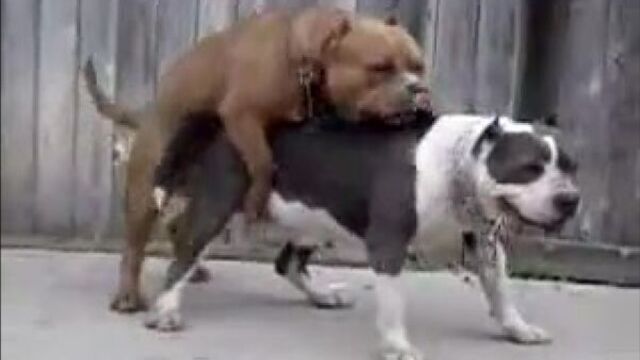 Собачий секс=) всё как у людей