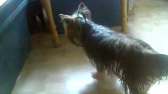 Секс кота с собакой