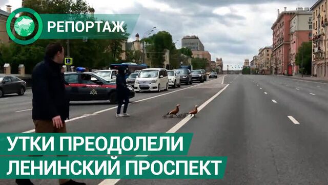 Ленинский проспект в столице перекрыли для безопасного прохода уток. ФАН-ТВ