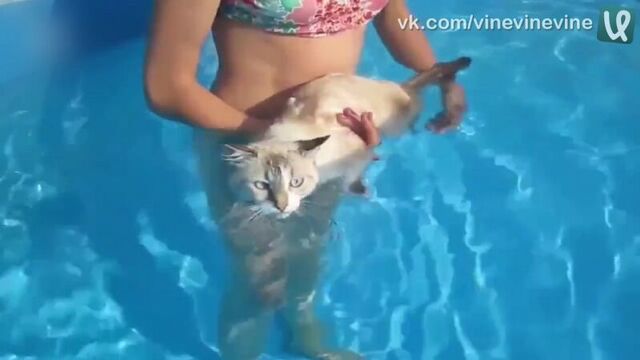 Плавающий кот