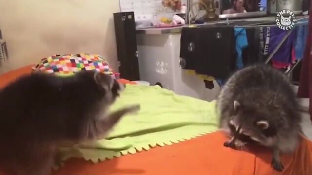 Самые забавные видео с животными за 2017 год