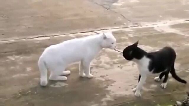 Смешные видео про котов))) ржачные котэ...